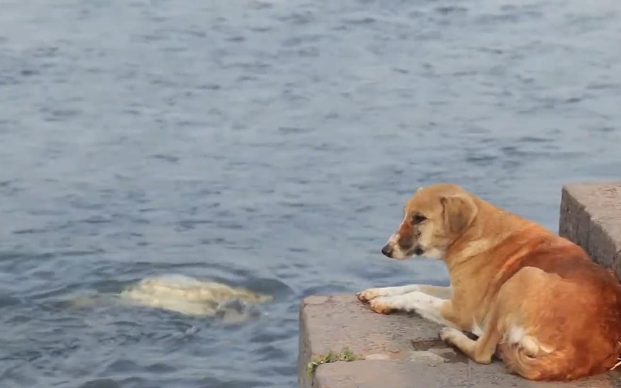 Watch Watching the river